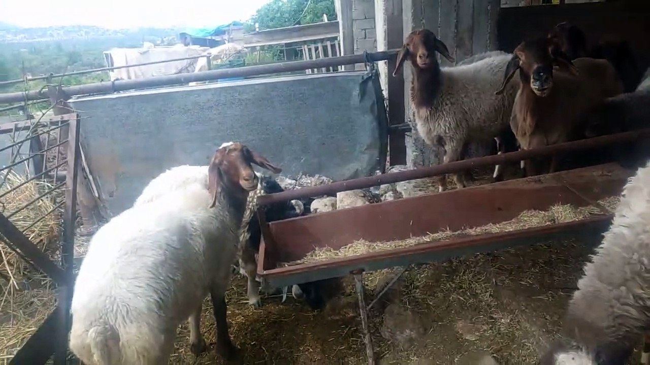 Bizim koyunlar uvese gerek cinsi damızlık koyunlar hayvanlar alemi koyun kuzu videoları