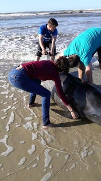 Rescuing a Beached Pilot Whale Calf