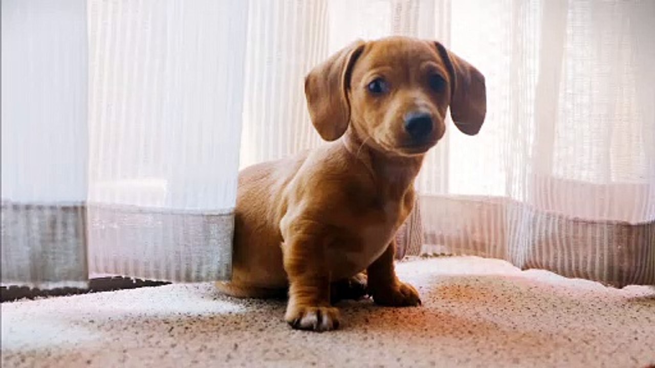dogs funny
