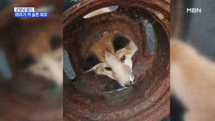 [굿모닝월드] 머리가 커 슬픈 여우