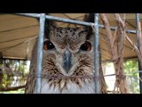 Owl Hoots at Human Who Visits Their Cage Who Hoots at it
