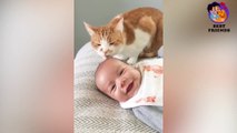 Funny Cats Videos -  Funniest And   Cats and Babies  - Try Not To Laugh !!! #2