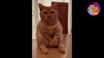 Funny Cats Videos -  Funniest And   Cats and Dogs- Try Not To Laugh !!! #3