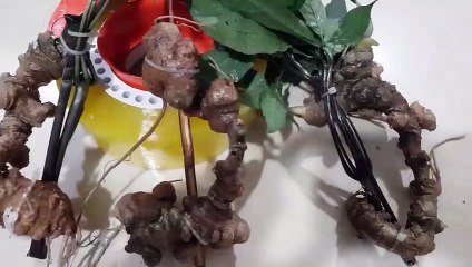 Sâm ngọc linh Kon tum già sâm,nhiều năm tuổi