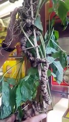 Củ sâm ngọc linh tự nhiên nhiều năm tuổi quý hiếm