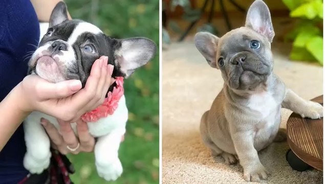 20 Cute French Bulldog Puppies You Wanna Take Home Part #2 _ Bulldog Awesome - Cute Dog Video