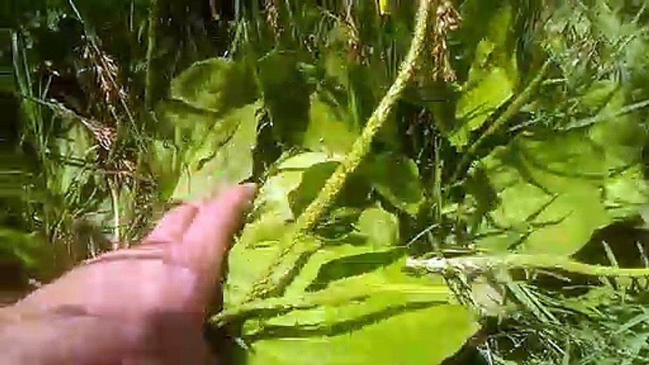 Geniş yapraklı sinirli otunun faydaları yararları sinirli otu bitkisi