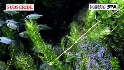 MUSIC TO CALM THE MIND WHILE READING - MÚSICA PARA CALMAR LA MENTE MIENTRAS LEE