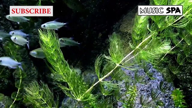 MUSIC TO CALM THE MIND WHILE READING - MÚSICA PARA CALMAR LA MENTE MIENTRAS LEE