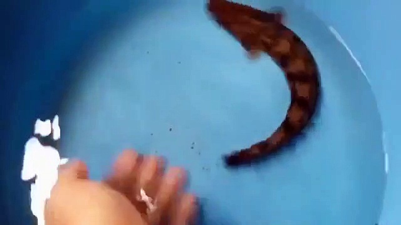 water dragon