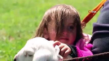 Minik Şirin'in kuzuyla aynı bohçada yolculuğu