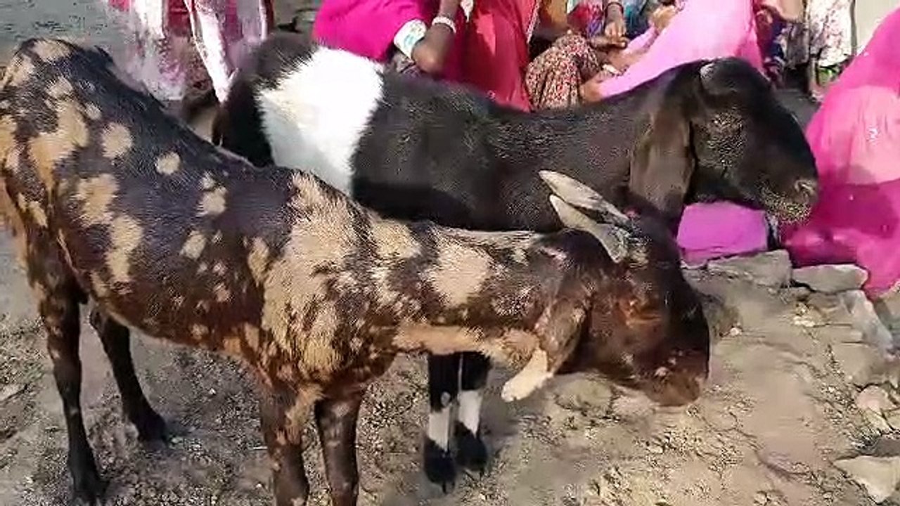 पैंथर ने किया बकरियों का शिकार, गांव में भय का...