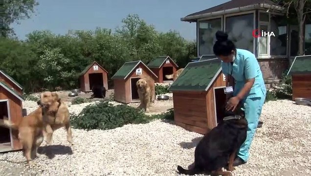 Koronavirüs evcil hayvanları da vurdu...Sokağa salınan evcil hayvan sayısında 20 kat artış