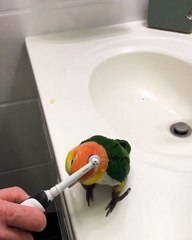 Comment faire plaisir à sa perruche