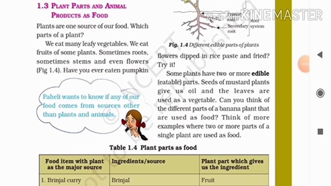 NCERT class 6th science