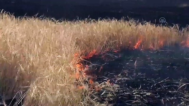 Çıkan yangında 400 dönümlük ekili alan zarar gördü - ŞANLIURFA