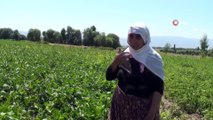 Erzurum’da 340 bin 290 dekar tarım arazisi sulanmaya başladı
