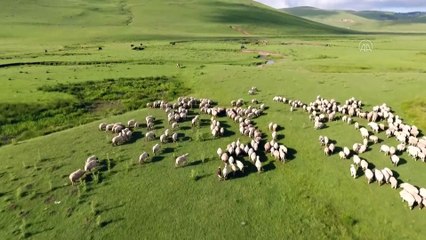 85 yaşındaki Süleyman dedenin bitmeyen çobanlık tutkusu - ORDU
