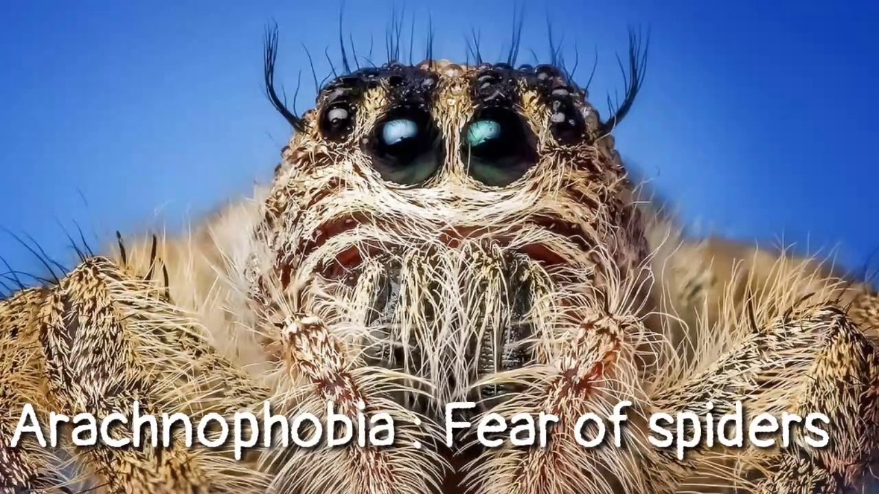 WHAT IS YOUR PHOBIA