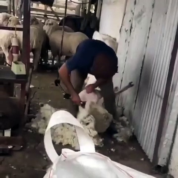 Et maintenant, Edinson Cavani tond des moutons