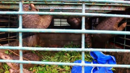 الصين تشطب حراشف آكل النمل الحرشفي من لائحتها الرسمية للأدوية التقليدية