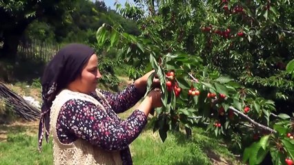 Türk kirazı Avrupa'da ağızları tatlandıracak - BURSA