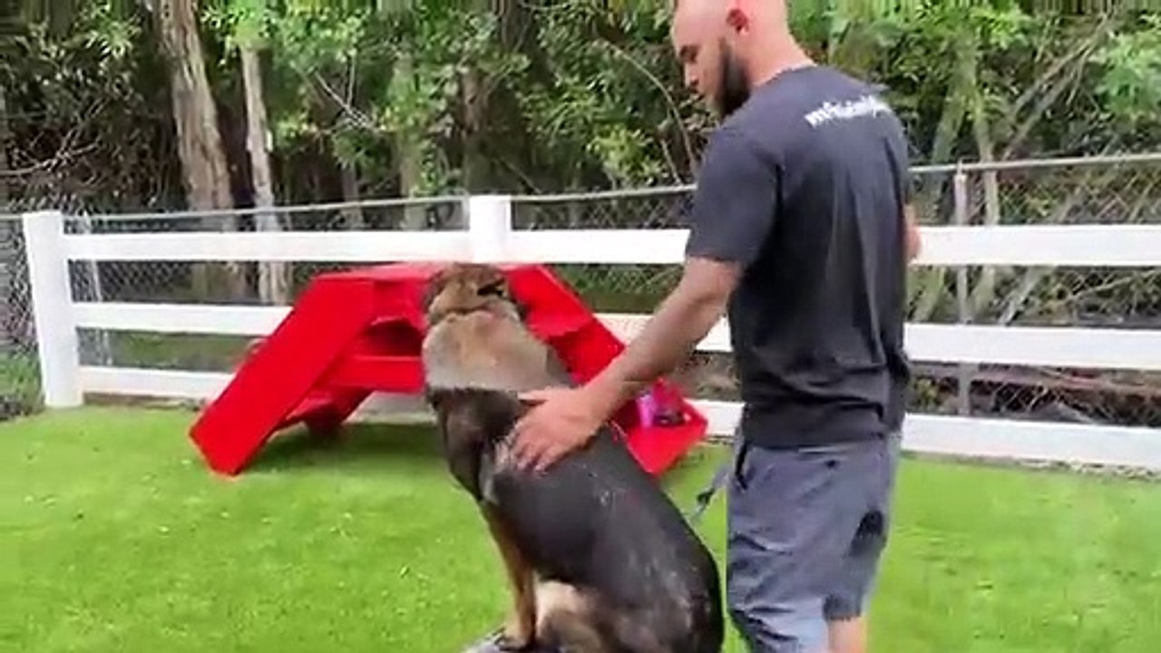 Dog Obedience Training - Service Dog Training - Fine Line Family K-9