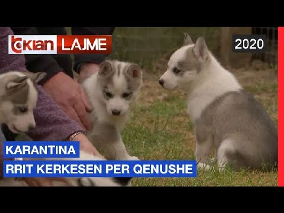 Karantina rrit kerkesen per qenushe | Lajme - News