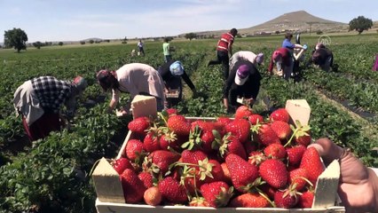 Deneme amaçlı üretmeye başladığı çilek ile dış pazarlara açıldı - NEVŞEHİR