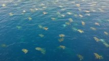 Scientists film tens of thousands of sea turtles nesting in Australia’s Great Barrier Reef