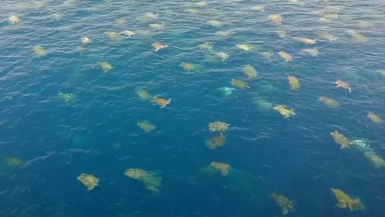 Scientists film tens of thousands of sea turtle...