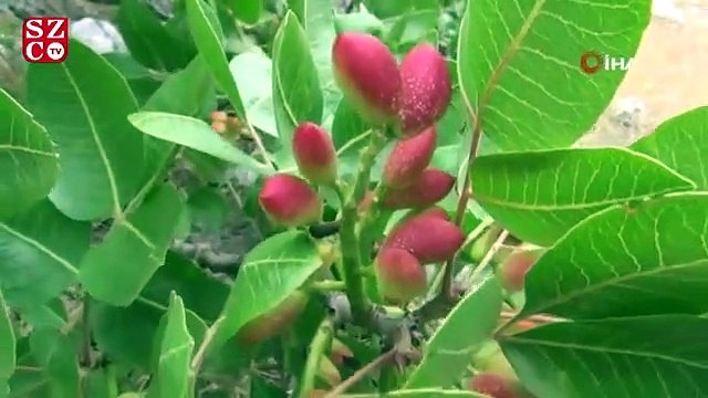 30 yıl sonra meyve verdi, burası Antep değil Muğla