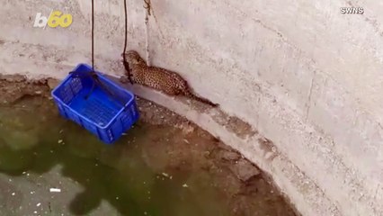 Wild Cat Rescued After Falling Down Well
