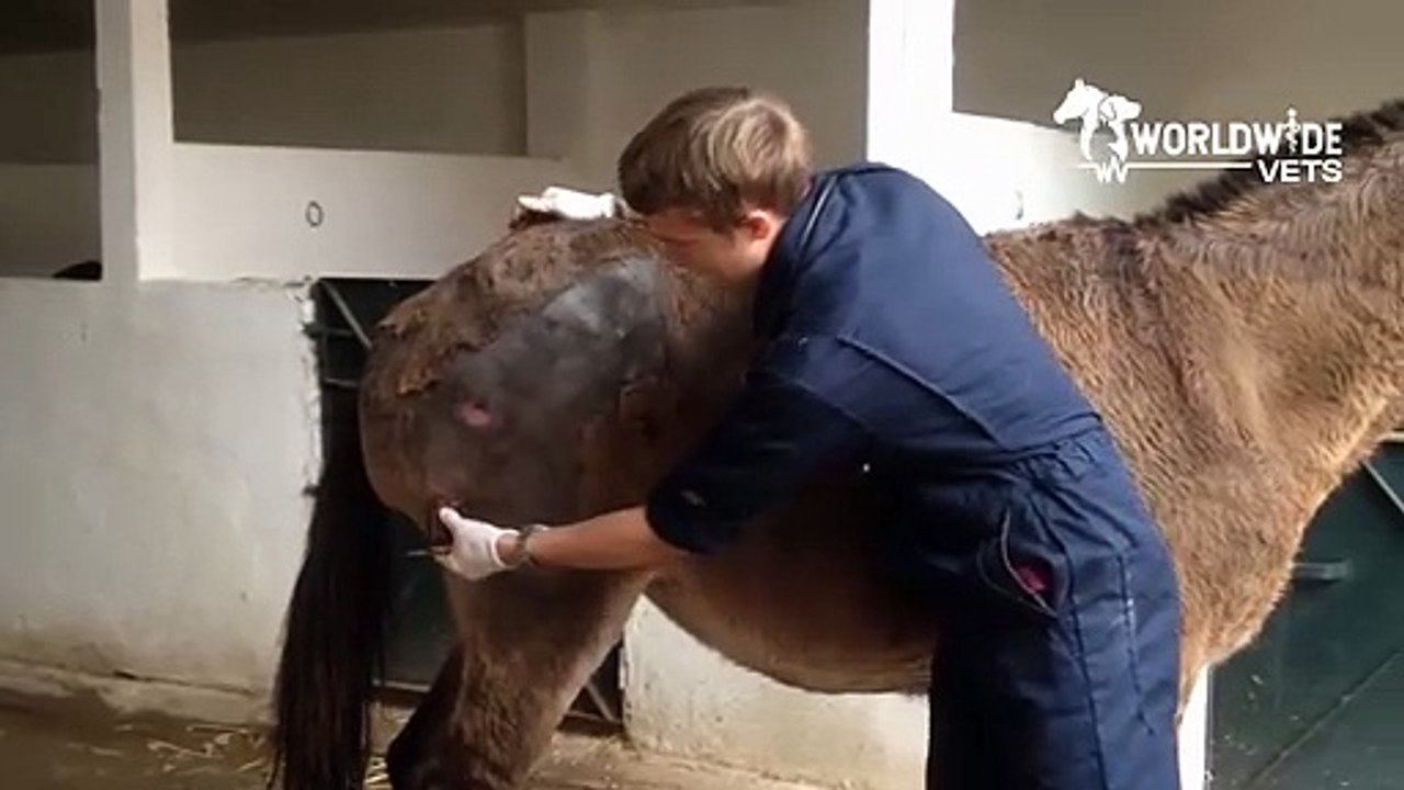 Vider l'abcès d'une mule
