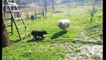Unlikely friends! Sheep and dog become besties in Croatia
