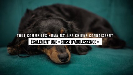 Tout comme les humains, les chiens connaissent également également une « crise d’adolescence »
