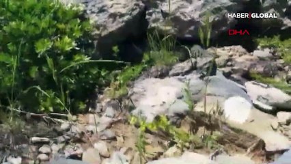 Ölümcül tür o bölgede ilk kez görüntülendi