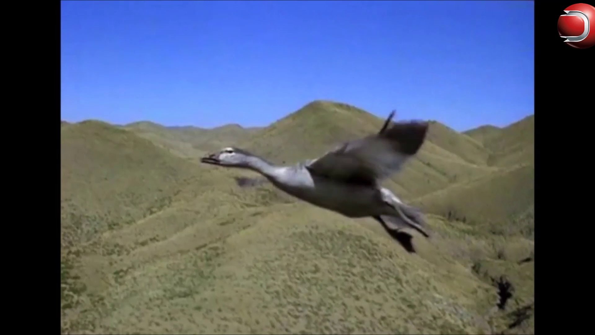 ⁣Amazin Animals - Wild Animals - Music Video