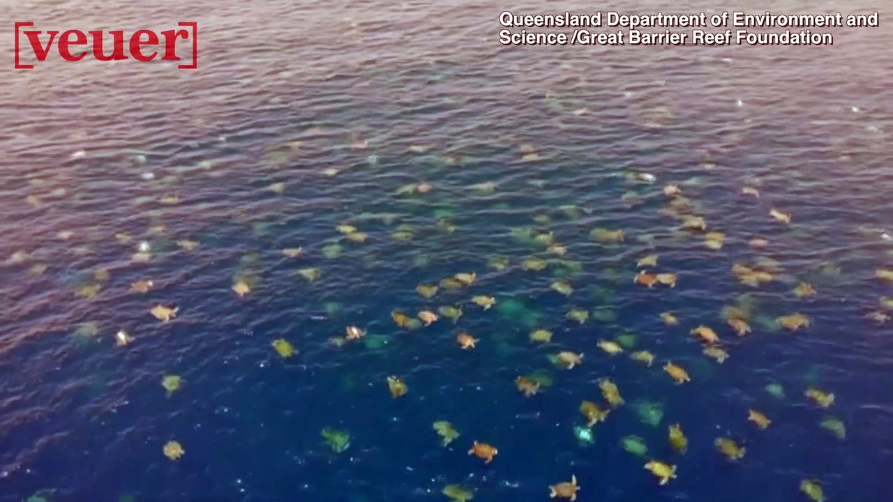 Footage of Thousands of Sea Turtles Nesting on Australian Island Filmed by Drone
