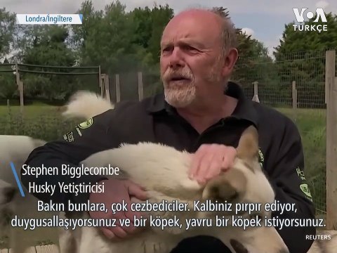 İngiltere’de Yavru Köpeklere Talep Arttı