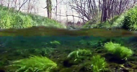 NHK ~ Begin Japanology ~ Wasabi ~ [KWEENSPLIFF]