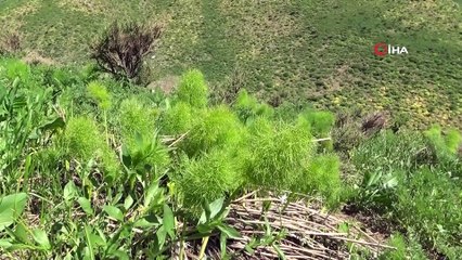 Şırnak’ta sezonun son pancarları toplandı
