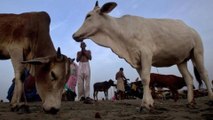 UP govt approves ordinance to prevent cow slaughter