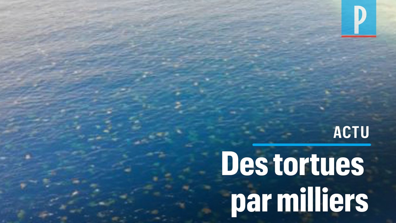 Australie : 64 000 tortues filmées par des drones à Raine Island