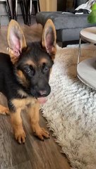 Peanut Butter Leaves Puppy With Sticky Mouth