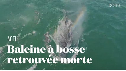 La baleine à bosse de Montréal retrouvée morte dans le fleuve Saint-Laurent