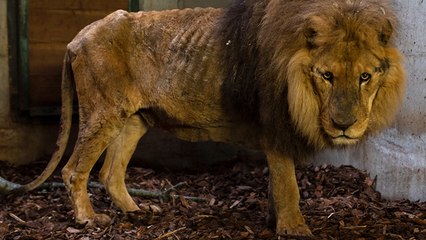 Le sauvetage de Jon, lion affamé et maltraité par un cirque | Le Speech de Muriel Arnal (One Voice)