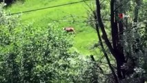 Mantar toplamaya gitti ayı sürüsü ile karşılaştı