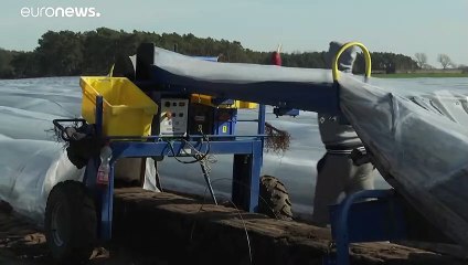 Alemania abre fronteras a los jornaleros