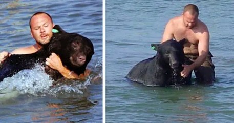 En Floride, un homme sauve un ours noir de 200 kilos en train de se noyer